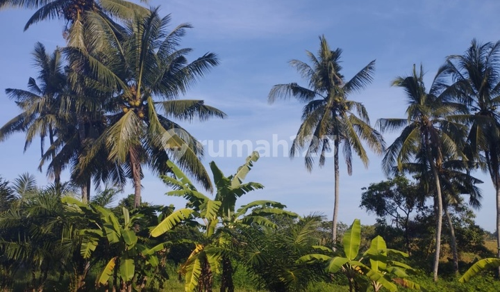 Tanah Murah Cemagi View Sungai Hutan Jl 6 Mtr Tanah Murah Cemagi View Sungai Hutan Jl 6 Mtr