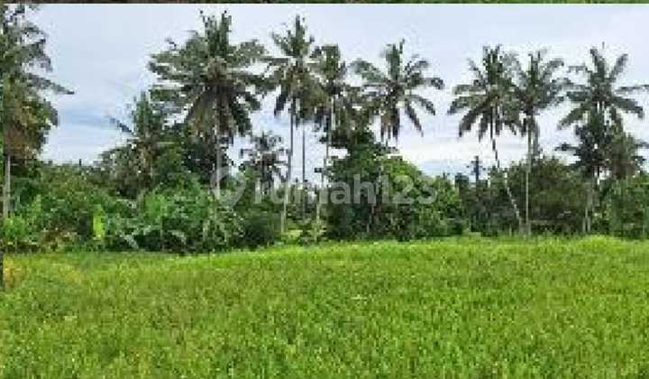 For Sale Strategic Land In Pejeng Ubud Nice For Sale Strategic Land In Pejeng Ubud Nice