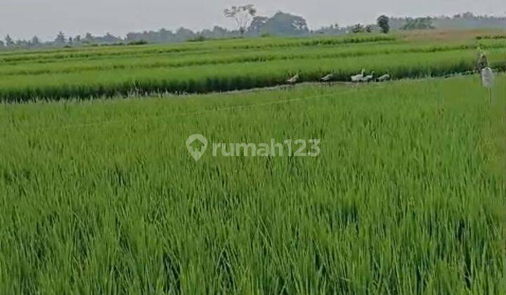 TANAH SEWA ZONA KUNING VIEW SAWAH DAN SUNRISE KEREN 1