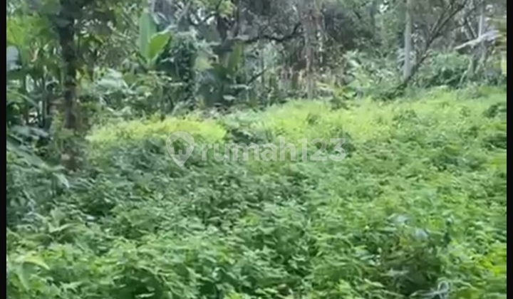 Tanah Sewa Zona Kuning View Hutan Sungai Siap Bangun Tanah Sewa Zona Kuning View Hutan Sungai Siap Bangun