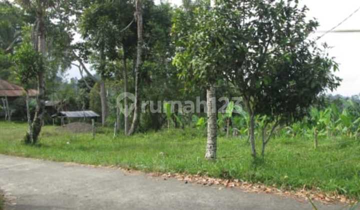 Sell Cheap Land in Dipayangan Near Kintamani Sell Cheap Land in Dipayangan Near Kintamani