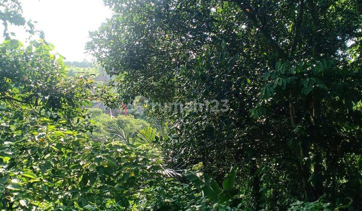 Tanah Sewa Los Sungai Jungle Keren Cocok Villa Rental  1