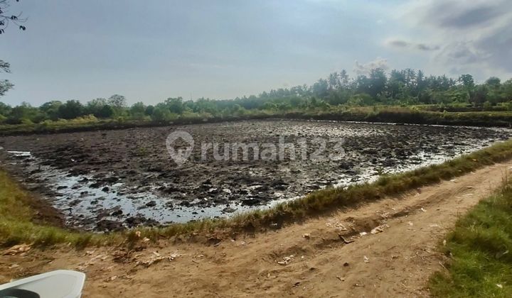 Tanah untuk Tambak Harga Murah Siap Pakai Tanah untuk Tambak Harga Murah Siap Pakai