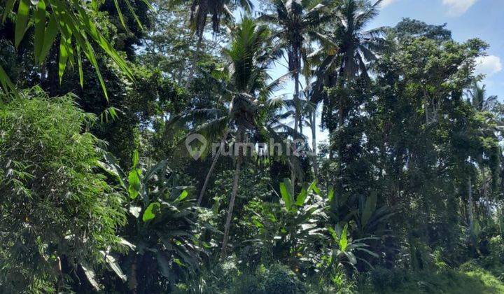 LAND FOR RENT WITH BEAUTIFUL FOREST RIVER VIEW SUITABLE FOR VILLA 2