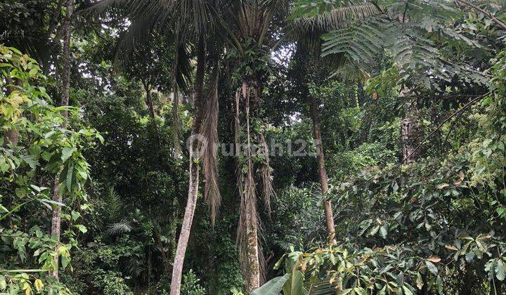 TANAH PINGGIR JALAN ASPAL VIEW HUTAN DAN SUNGAI KEREN  1