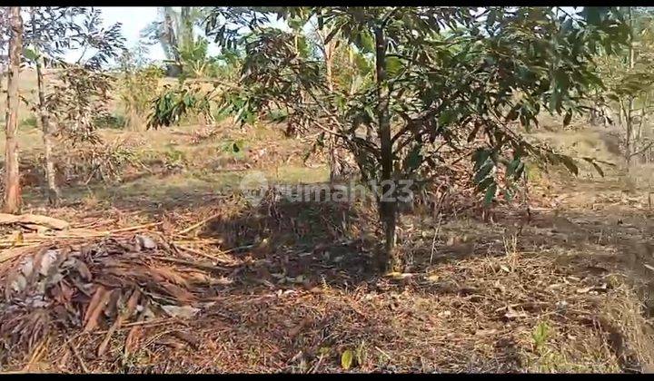 Tanag Kebun Durian Harga Murah Cocok Di Bangun Vila Kayu 2