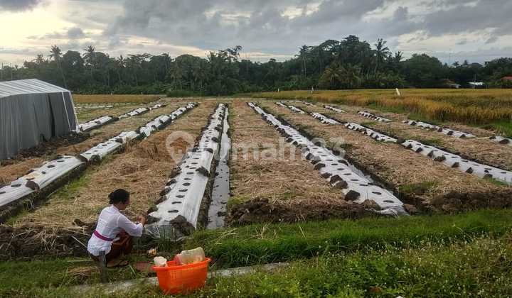 Land for Rent at Low Prices Near Cemagi Beach