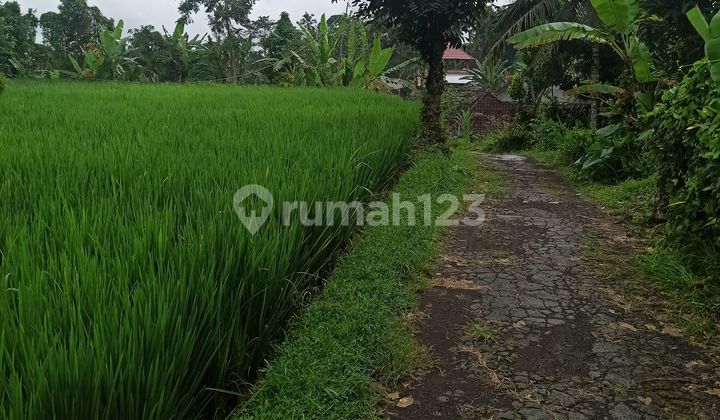 Tanah Cocok Vila Pribadi View Sawah Zona Kuning Tanah Cocok Vila Pribadi View Sawah Zona Kuning