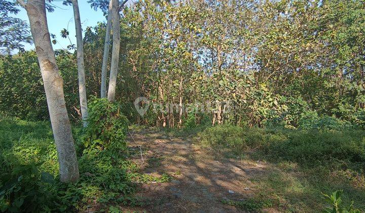 LAND FOR RENT COOL FOREST VIEW CHEAP PRICE  1