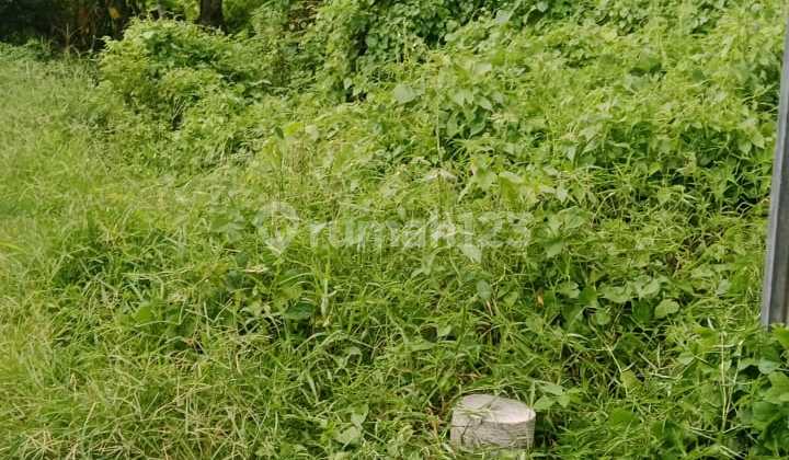 Affordable Land in Yellow Zone Padonan Canggu for Rental Villa Affordable Land in Yellow Zone Padonan Canggu for Rental Villa