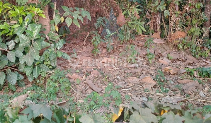 Tanah Murah Cepaka Munggu View Sungai Hutan Tanah Murah Cepaka Munggu View Sungai Hutan