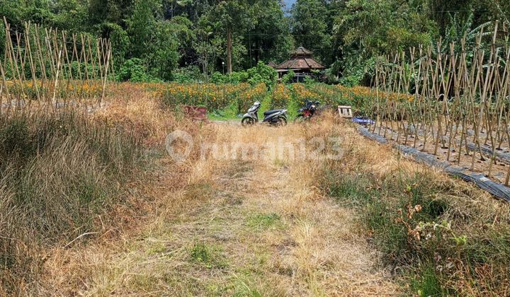 Tanah Siap Bangun Bedugul Harga Murah Aja