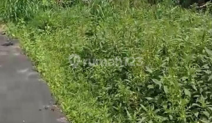 Tanah Murah Zona Kuning Jalan Aspal Siap Bangun Tanah Murah Zona Kuning Jalan Aspal Siap Bangun