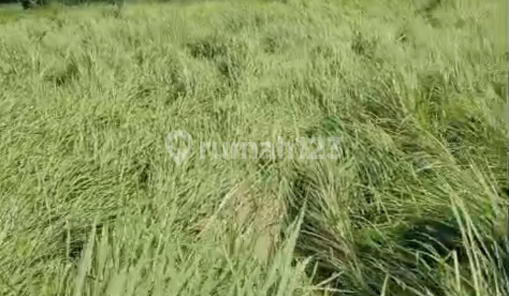 Tanah Murah Zona Kuning Siap Bangun Vila Rental Ubud 