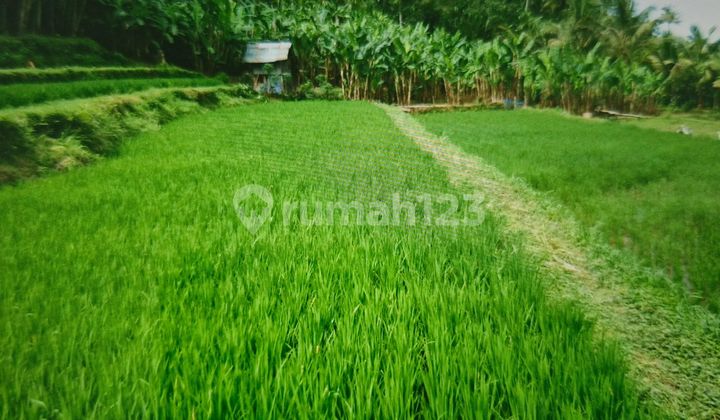 Dijual Tanah Murah Di Payangan Ubud Lokasi Bagus Strategis Dijual Tanah Murah Di Payangan Ubud Lokasi Bagus Strategis