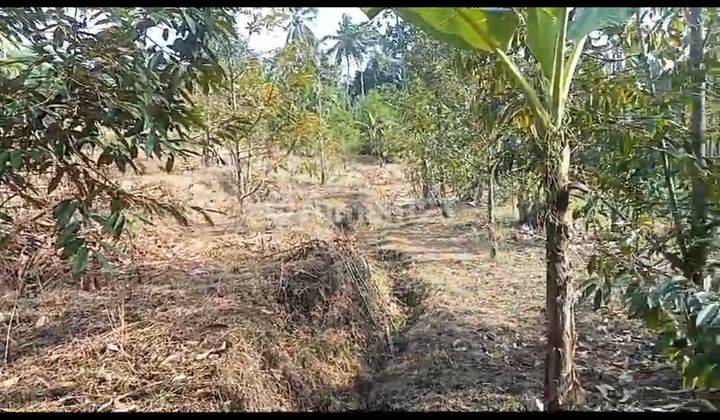 Tanag Kebun Durian Harga Murah Cocok Di Bangun Vila Kayu 1