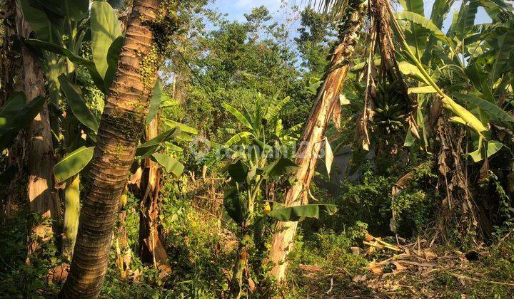 TANAH ZONA KUNING SIAP BANGUN VILLA RENTAL DI UBUD AREA  2