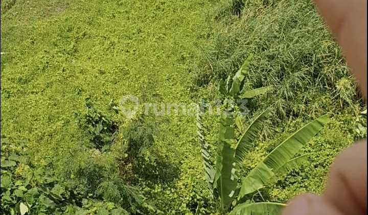 Tanah View Laut Sawah Keren Munggu Canggu Area
