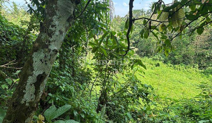 TANAH DENGAN AIR PANAS Alami VIEW SUNGAI GUNUNG SAWAH 2