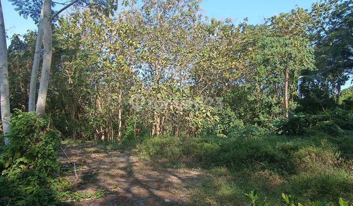 LAND FOR RENT COOL FOREST VIEW CHEAP PRICE  2