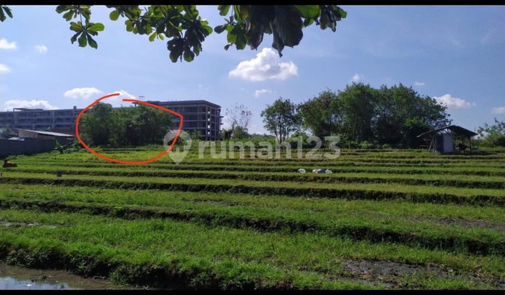 Tanah Murah Umalas Kuwum View Sawah Tanah Murah Umalas Kuwum View Sawah