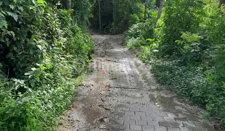 Land for Rent in Singakerta Ubud, Villa Area Land for Rent in Singakerta Ubud, Villa Area