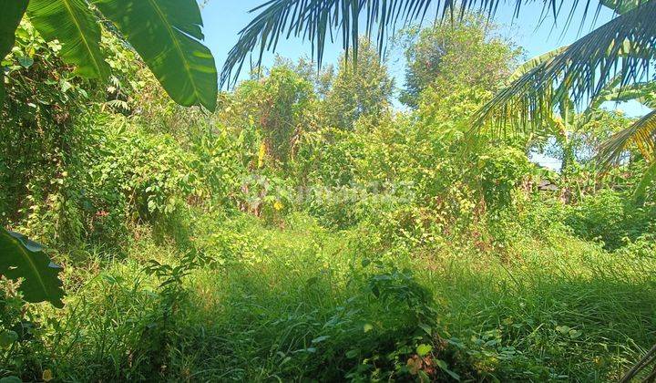 TANAH VIEW HUTAN DAN SAWAH KEREN DI LODTUNDUH UBUD  1