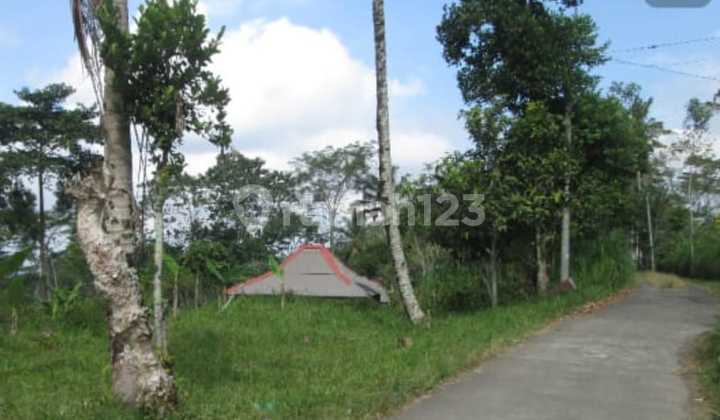 Sell Cheap Land in Dipayangan Near Kintamani Sell Cheap Land in Dipayangan Near Kintamani