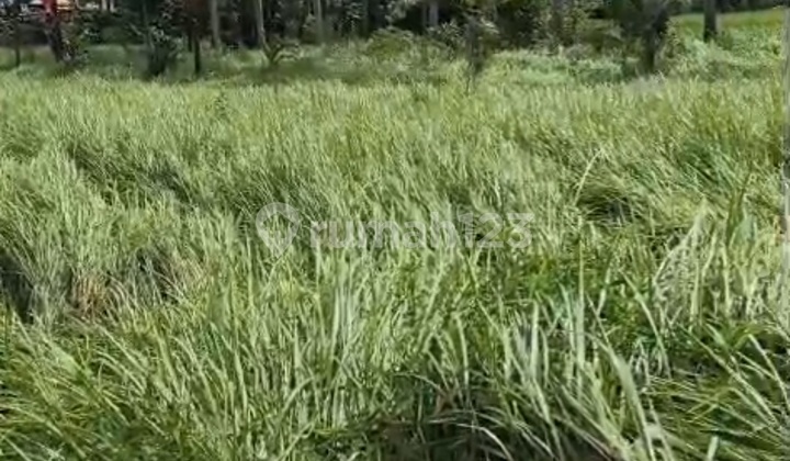 Tanah Murah Ubud Untuk Kavling Atau Villa