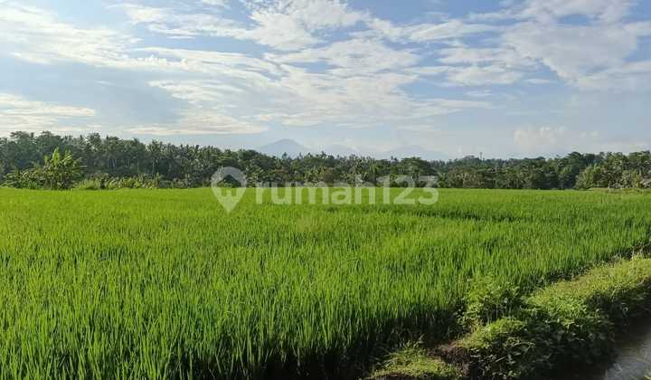 Tanah View Sawah Abadi Terbaik Di Ubud Area Harga Murah Tanah View Sawah Abadi Terbaik Di Ubud Area Harga Murah