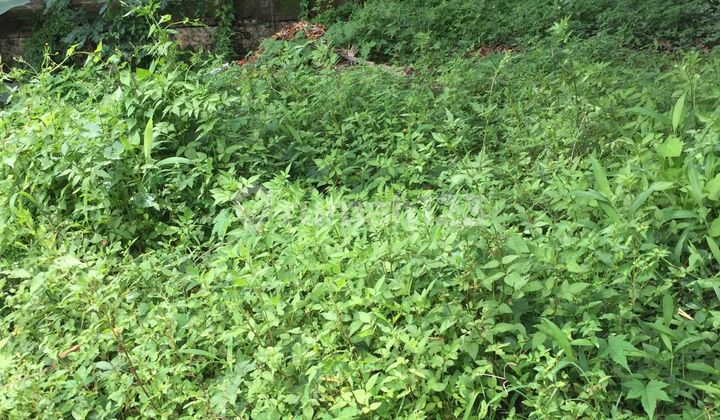 Tanah Centre Ubud Zona Pink View Sungai Hutan