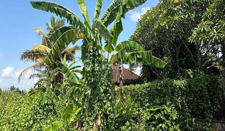 Yellow Zone Land Cheapest Price In Batuan Villa Environment 1