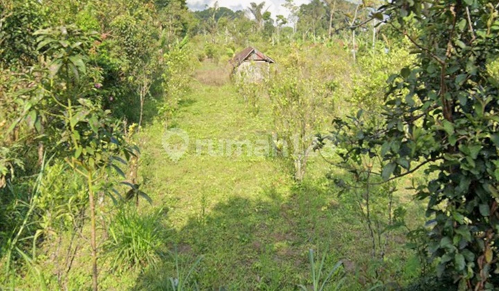 Tanah View Gn Agung di Kintamani Siap Bangun Villa Tanah View Gn Agung di Kintamani Siap Bangun Villa