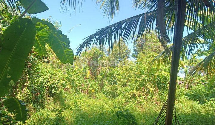 Tanah Sewa View Sawah Hutan Keren Cocok Villa Rental  1