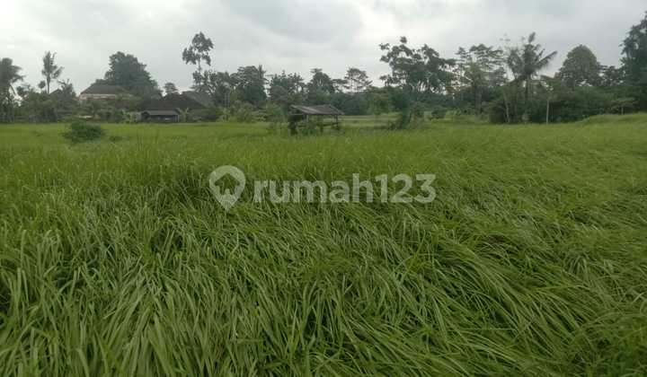 Tanah Murah Zona Kuning Lodtunduh Ubud Ziap Bangun Tanah Murah Zona Kuning Lodtunduh Ubud Ziap Bangun