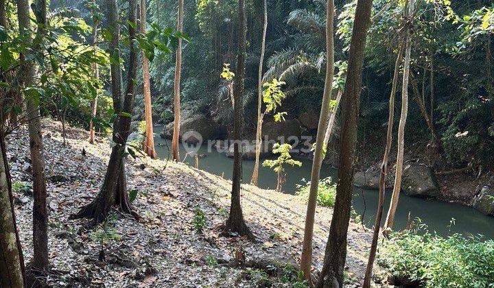 Tanah Los Sungai Hutan Keren Cocok Bisnis Villa Resort Spa  1