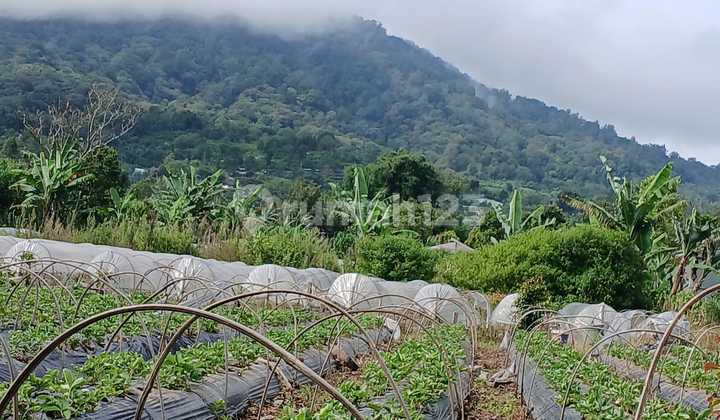 Cheap Land in Bedugul, Good Location, Ready to Build a Villa Cheap Land in Bedugul, Good Location, Ready to Build a Villa