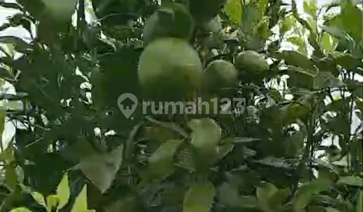Tanah Kebun Jeruk Harga Murah Cocok Investasi