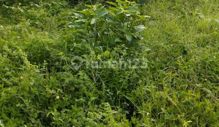 Cheap Land for Rent in a Strategic Location in Lodtunduh Ubud
