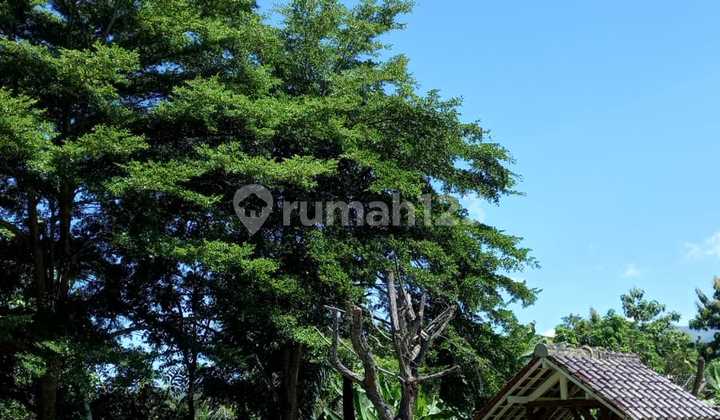 Cilacap Land Suitable for Factories / Plantations - Area 2 Hectares Cilacap Land Suitable for Factories / Plantations - Area 2 Hectares