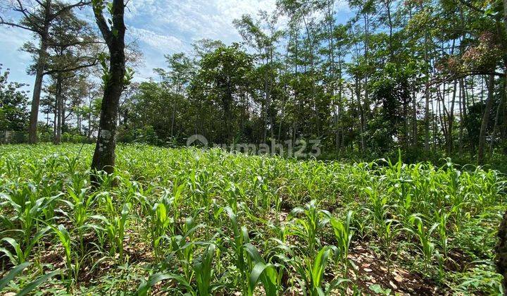 Tanah Murah  zona kuning strategis lokasi di mijen srmarang barat 1