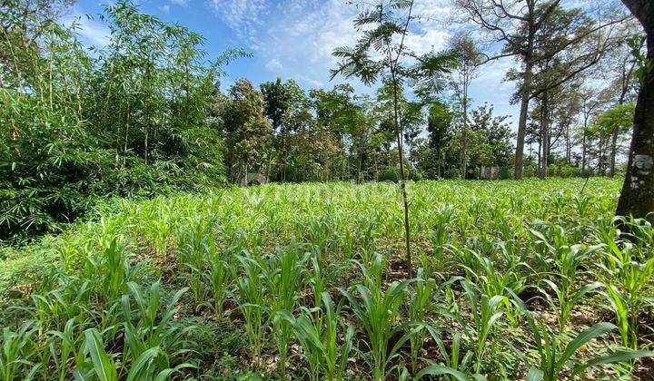 Tanah bagus strategis di mijen semarang barat 1