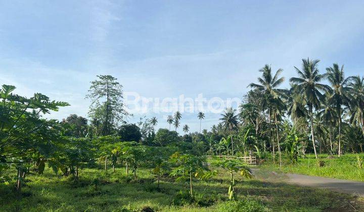 TANAH DI DESA KOLONGAN TALAWAN MINUT MANADO SULAWESI UTARA 2