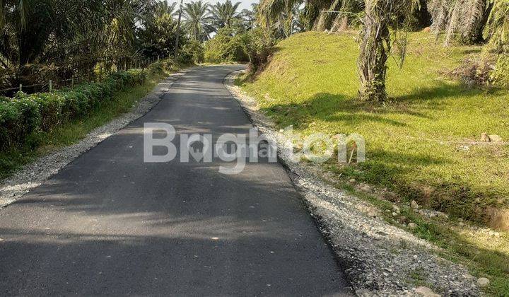 LAHAN SAWIT DESA TERANG BULAN KEC TALUNKENAS PATUMBAK DELI SERDANG SUMATERA UTARA 1