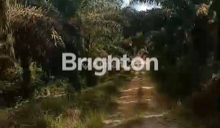 JUAL KEBUN SAWIT DI LAMANDAU KALIMANTAN TENGAH 2