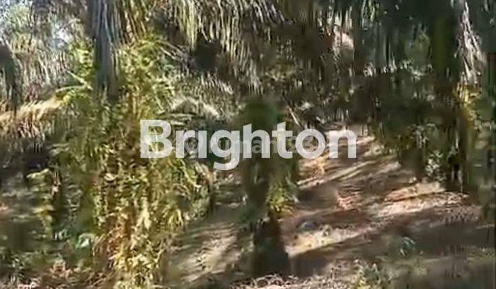 JUAL KEBUN SAWIT DI LAMANDAU KALIMANTAN TENGAH 1