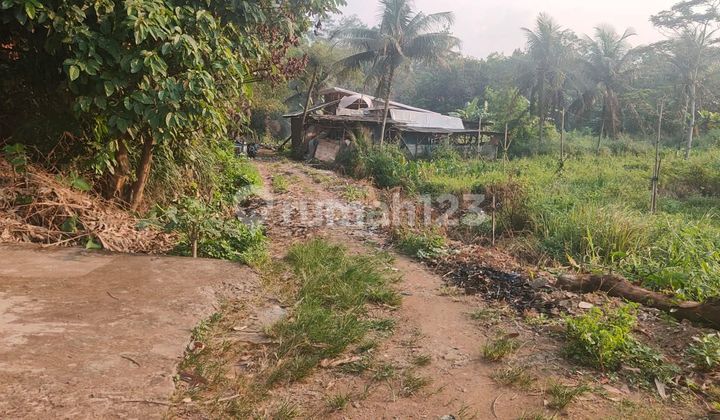 1 Hektar SHM Nanggewer Cibinong Bogor 1 Hektar SHM Nanggewer Cibinong Bogor