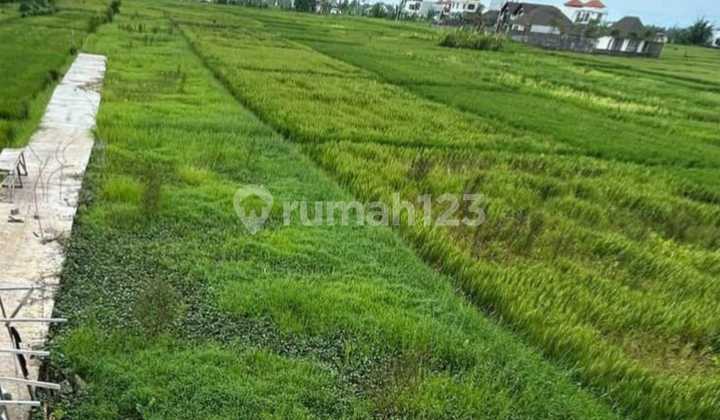 Lahan Dekati Pantai Seseh Cemanggi Cocok Buat Cafe Shop atau Usaha Penginapan Lahan Dekati Pantai Seseh Cemanggi Cocok Buat Cafe Shop atau Usaha Penginapan