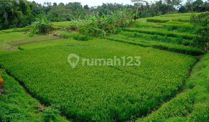 Lahan Viewsawah Dekat Ubud Zona Pondok Wisata Lahan Viewsawah Dekat Ubud Zona Pondok Wisata