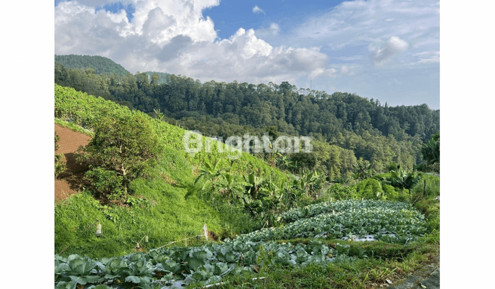 TANAH DI DATARAN TINGGI KAWASAN WISATA TAWANGMANGU KARANGANYAR. LUAS 1150. STATUS SHM 1